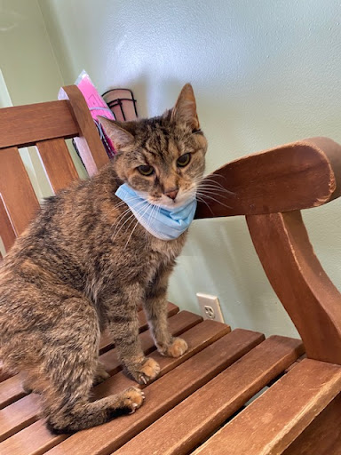 Veterinary Outpatient Surgical Center - Thumbnail