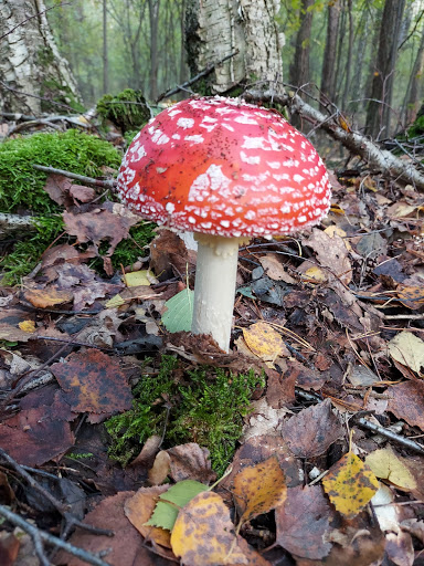 Klatenberge Mitte - Thumbnail