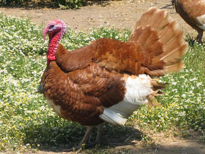 Φάρμα Πανορμίτης