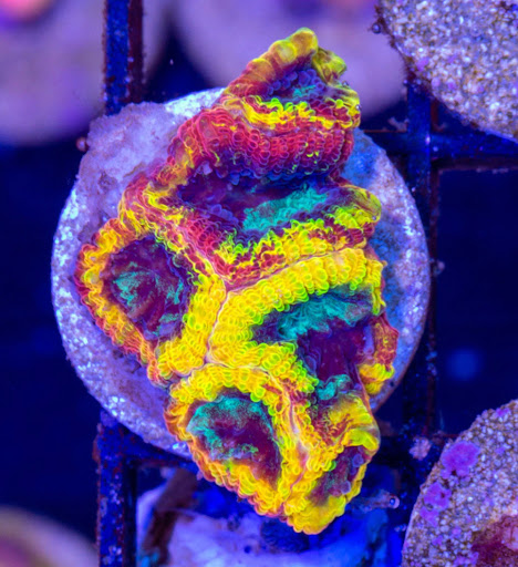 Pieces of the Ocean - Thumbnail