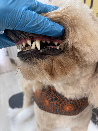 Koko-Bone Pet Boutique & Mobile Grooming