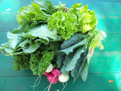 Sweetwater Organic Community Farm by null