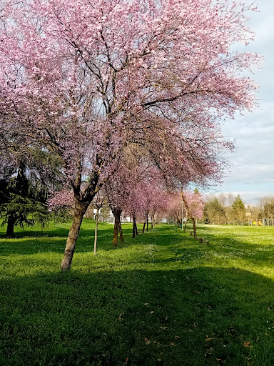 Area cani - Visual