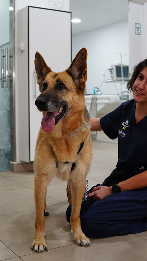 Fénix Hospital Veterinario 24H - Alicante