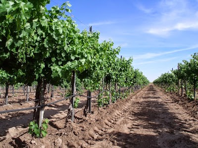 Luna Rossa Winery