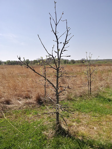 Loblolly Marsh Nature Preserve - Thumbnail