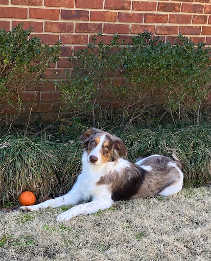 The Pawms Pet Resort - Tuscaloosa - Thumbnail