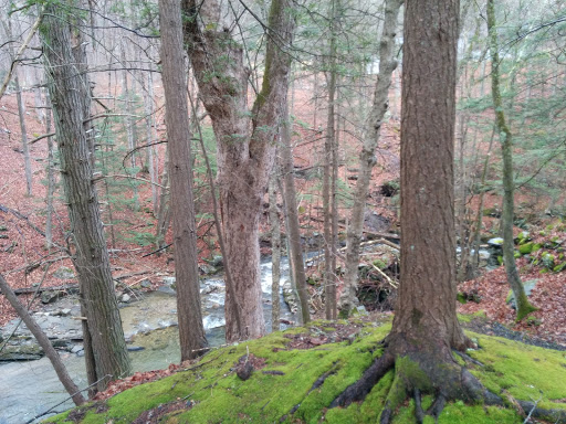 Pond Mountain Natural Area - Thumbnail