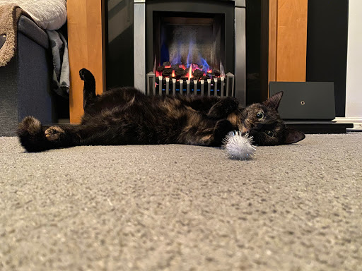 LS Cat Corner