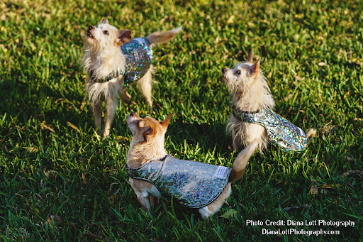 Pawsitive Innovations - Visual