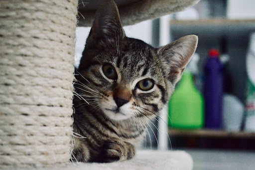 Association Casacat - Thumbnail