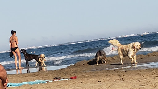 Plage chien - repère 60 - Thumbnail