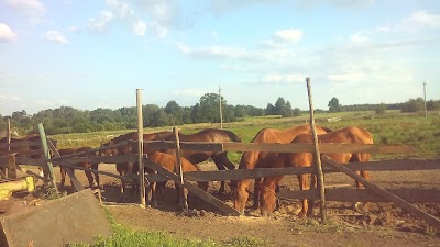 Photos of "Sport Horses" Stable