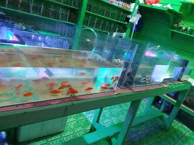 770 Koleksi Ikan Hias Air Tawar Balikpapan Gratis Terbaik