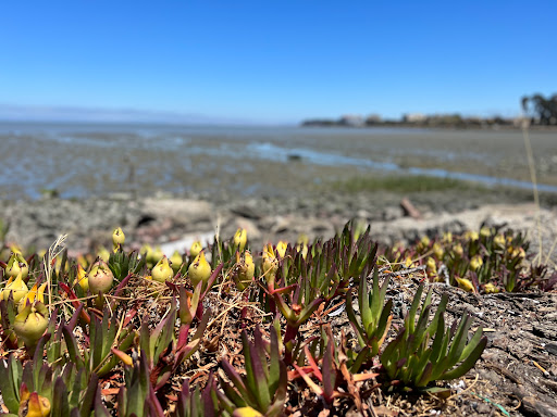 City of Burlingame Shorebird Sanctuary - Thumbnail