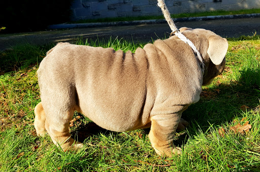 Newbridge Veterinary Clinic & Grooming Service - Thumbnail