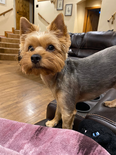 Malissa's Grooming