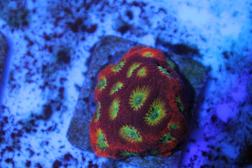 CoralsDE - Thumbnail