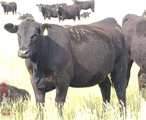 Hat Creek Feeds - Thumbnail