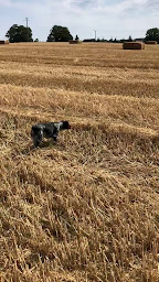 Photo n°20 de Les Étangs de Dame Blanche à Auge (Service de taxi)