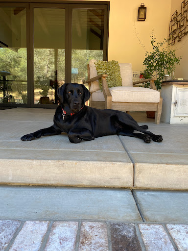 Sonora Veterinary Group - Thumbnail