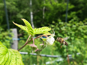 Photo n°3 de Mont-Gros Fruits Rouges - Emeric Duclaux à Le Pertuis (Ferme)