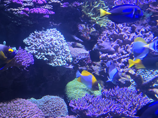 Ocean Wonders: Sharks! - Thumbnail