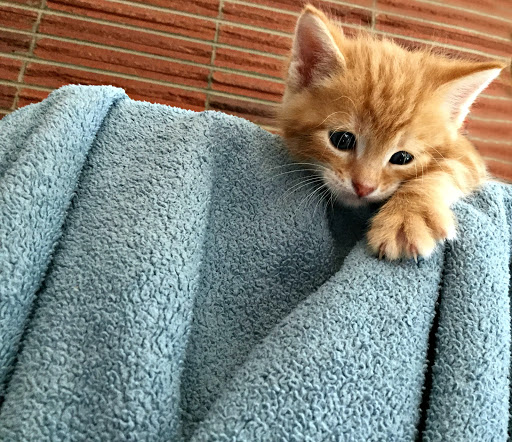Ingersoll Animal Hospital - Thumbnail