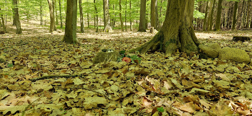 Waldfriedhof Eichenhain - Thumbnail
