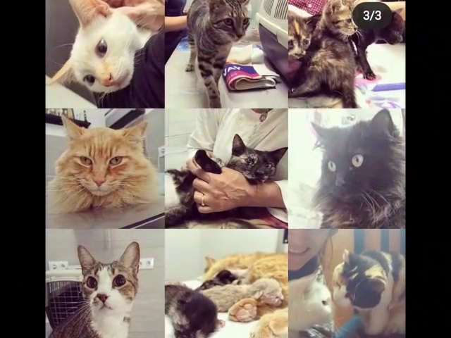 VETERINARIOS LA JARA