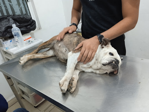 Veterinaria Madero - Thumbnail