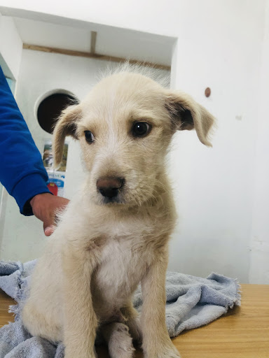 Hospital Veterinaria Cats And Dogs lady cuetes
