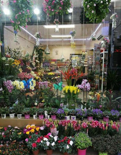 Comentarii opinii despre цветарски магазин - Мединила