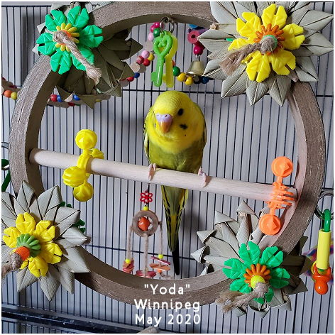 Birdy Boredom Busters (Online Store) - Thumbnail