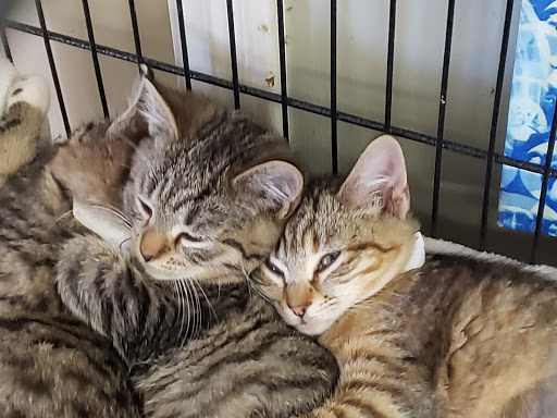 The Animal Care Shelter for Kent County - Thumbnail