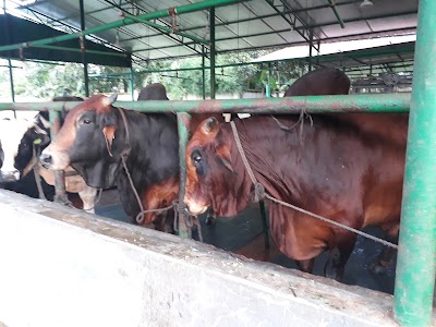 Photos of ADL Beef Cattle Farm