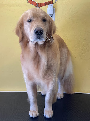 Brock's Pet Grooming - Thumbnail