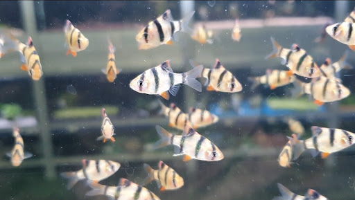 Aquariumexpert Zoetermeer Gallery - Netherlands