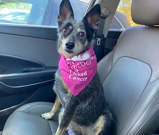 Companion Pet Clinic of Arizona - Thumbnail