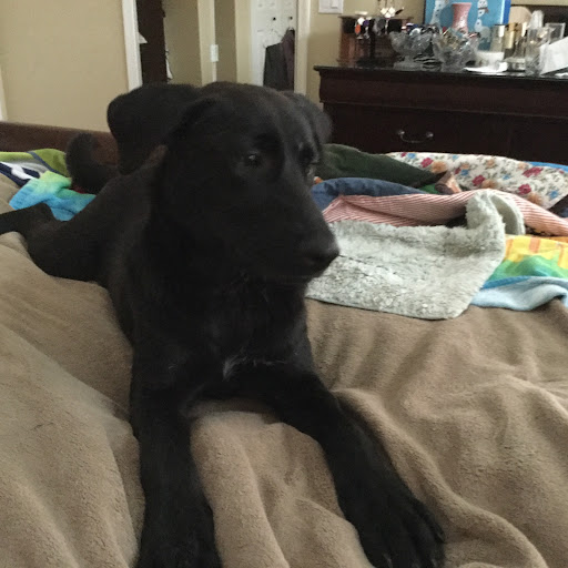 Aloha Pet & Bird Hospital: Danielle Becton, DVM - Thumbnail