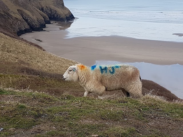 Rhossili Bay