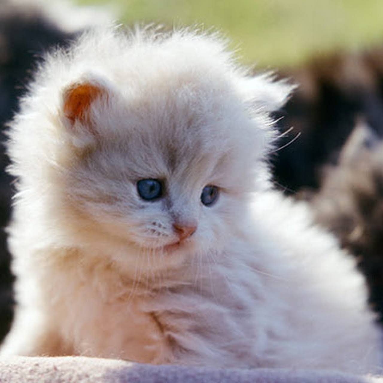 34 Best Images Persian Cat Price In Pakistan : Pets Pakistan - cat for sale