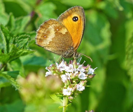 Lincolnshire Wildlife Trust