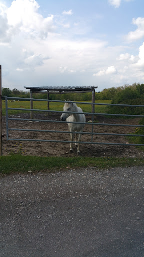 Poney Club Bruyeres - Thumbnail