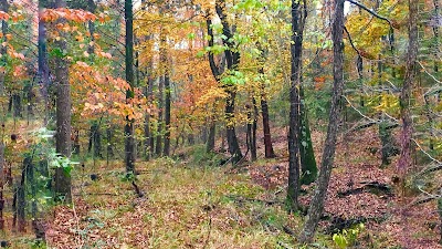 Coffey Creek Cabin