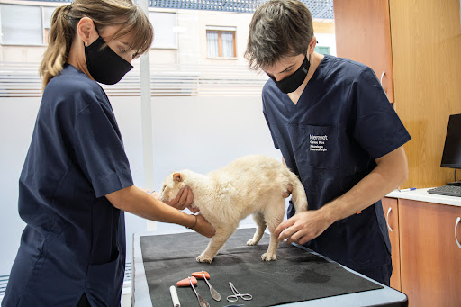 Memvet - Centre de referència veterinària