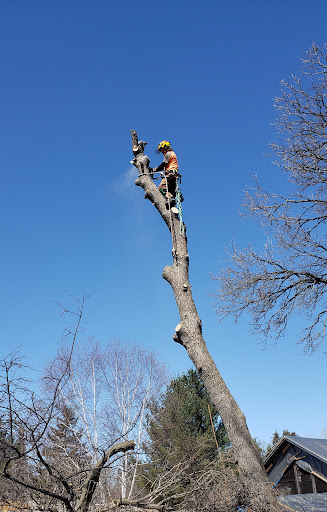 Beartooth Tree Service - Visual