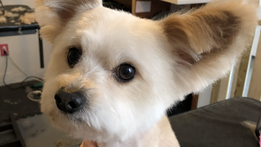 April's Grooming & Boarding