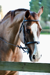 Photo n°11 de Étrier de Barbossi à Mandelieu-la-Napoule (Club d'équitation)