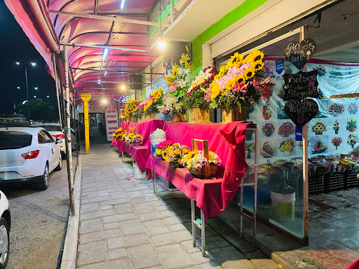 Floreria Stilo - Visual